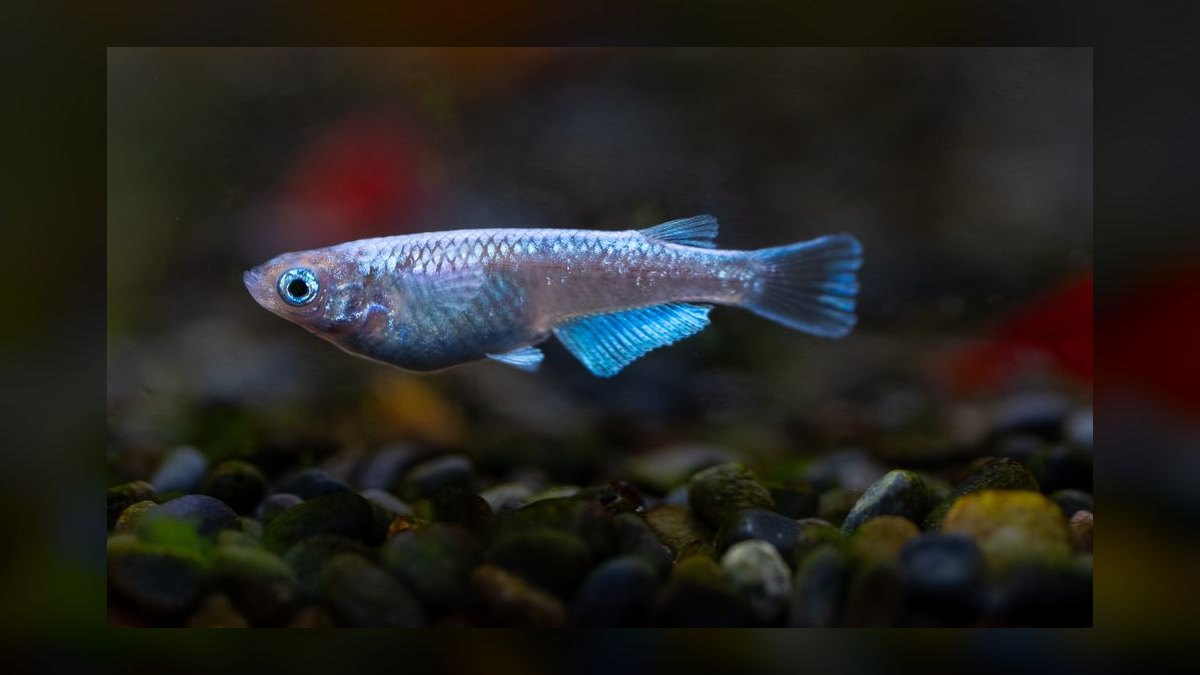 Top 10 Medaka Japanese Rice Fish 2027 — figure 1