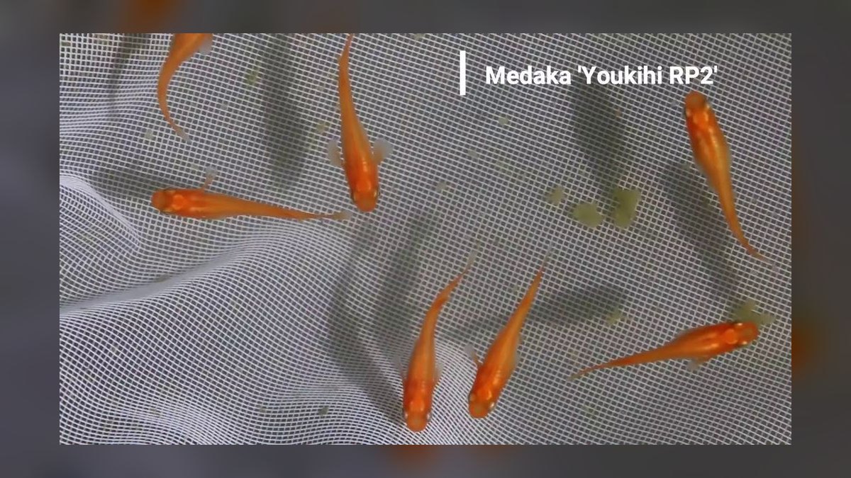 Top 10 Medaka Japanese Rice Fish 2027 — figure 2