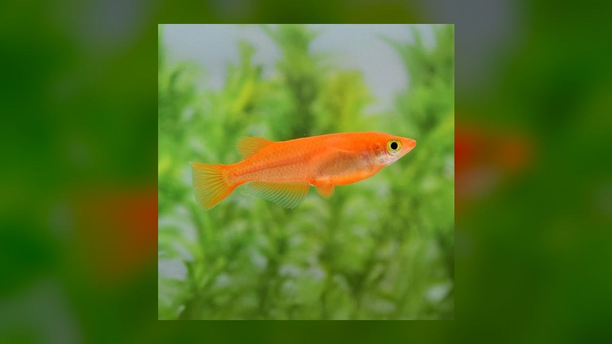 Top 10 Medaka Japanese Rice Fish 2027 — figure 4