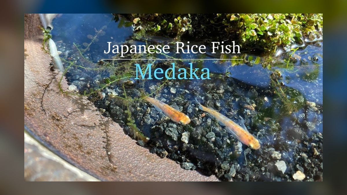 Top 10 Medaka Japanese Rice Fish 2027 — figure 5