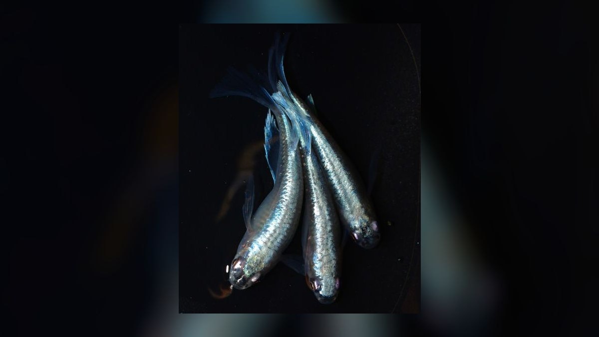 Top 10 Medaka Japanese Rice Fish 2027 — figure 6