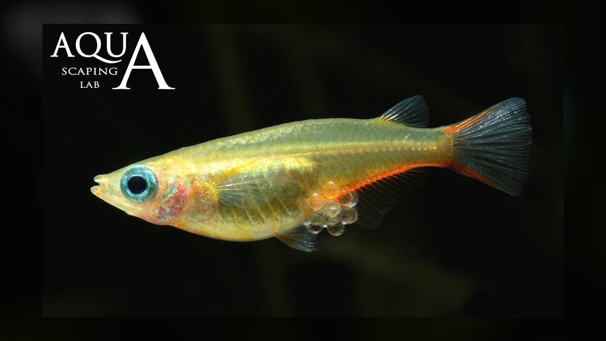 Top 10 Medaka Japanese Rice Fish 2027 — figure 7