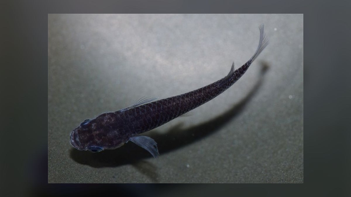 Top 10 Medaka Japanese Rice Fish 2027 — figure 9