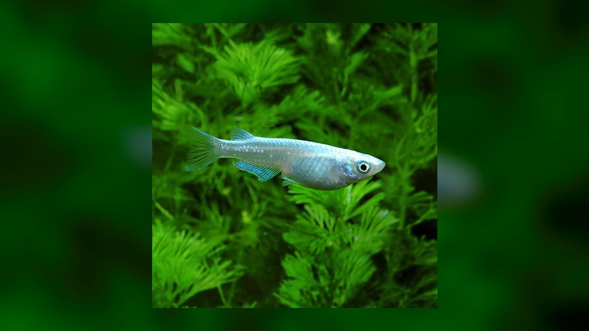 Top 10 Medaka Japanese Rice Fish 2027