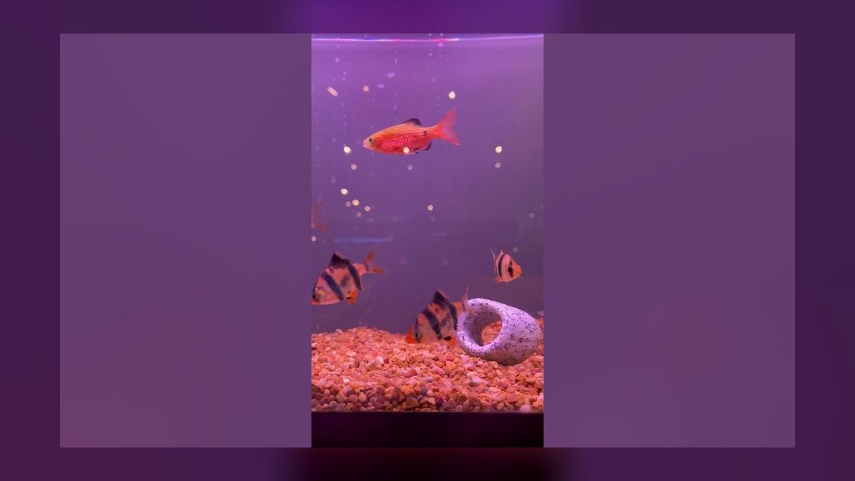 Top 10 Tiger Barb Active Barbs 2027 — figure 10