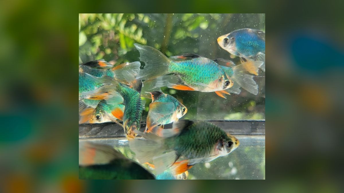 Top 10 Tiger Barb Active Barbs 2027 — figure 3