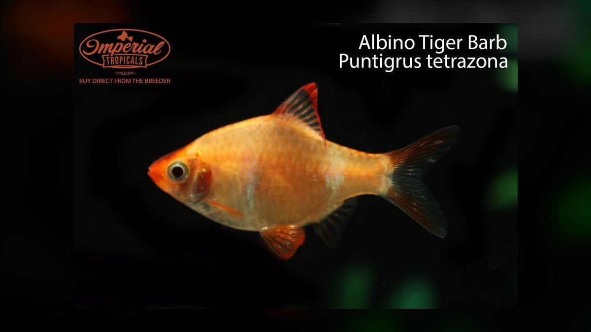 Top 10 Tiger Barb Active Barbs 2027 — figure 4