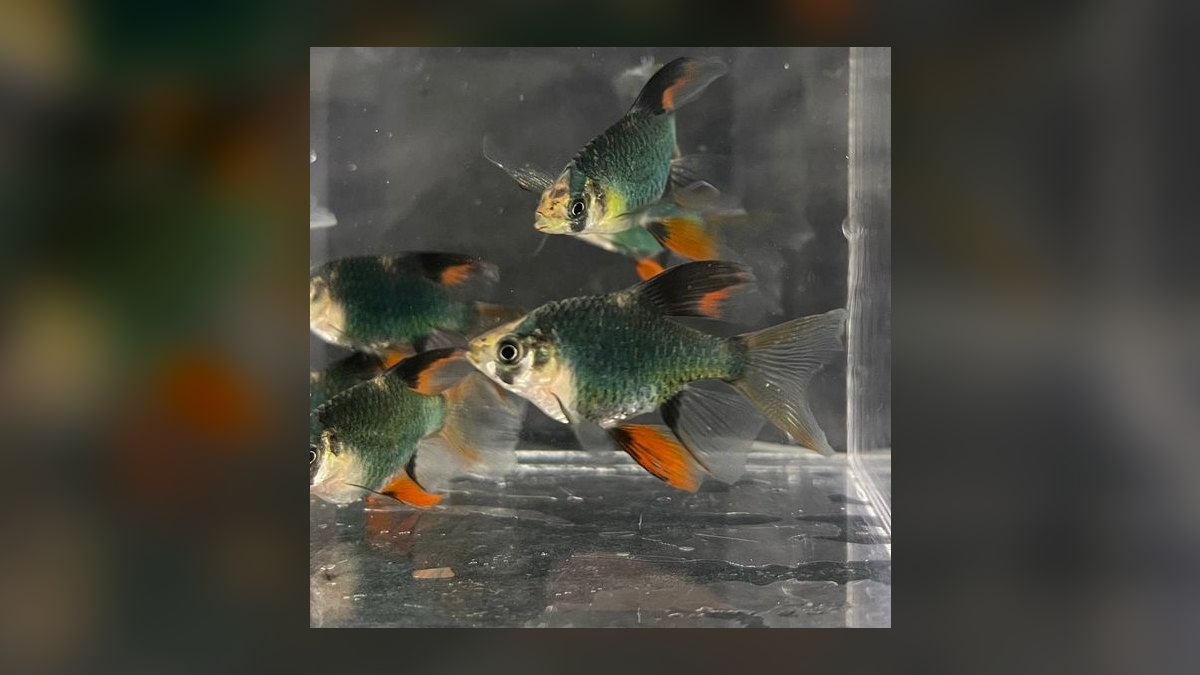 Top 10 Tiger Barb Active Barbs 2027 — figure 5