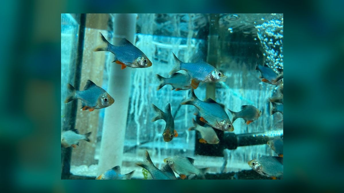 Top 10 Tiger Barb Active Barbs 2027 — figure 6
