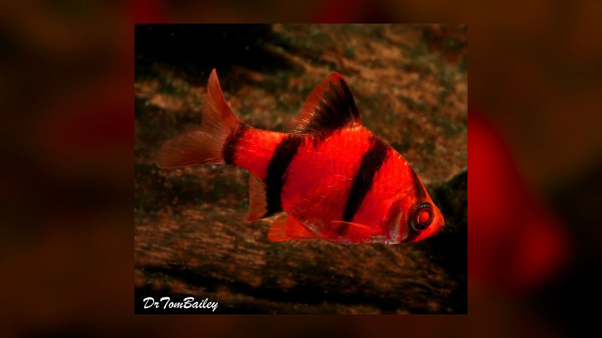 Top 10 Tiger Barb Active Barbs 2027 — figure 7