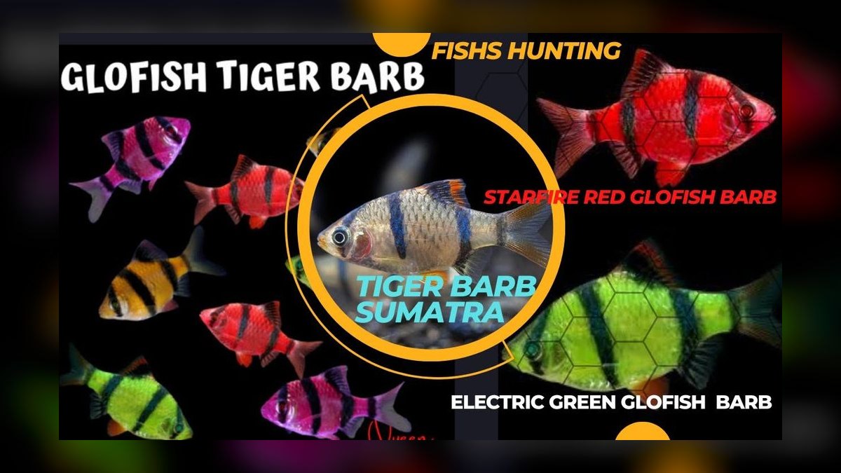 Top 10 Tiger Barb Active Barbs 2027 — figure 8