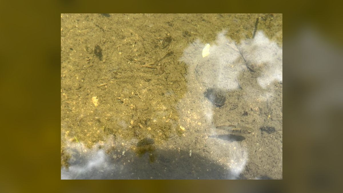 Top 10 Tiger Barb Active Barbs 2027 — figure 9