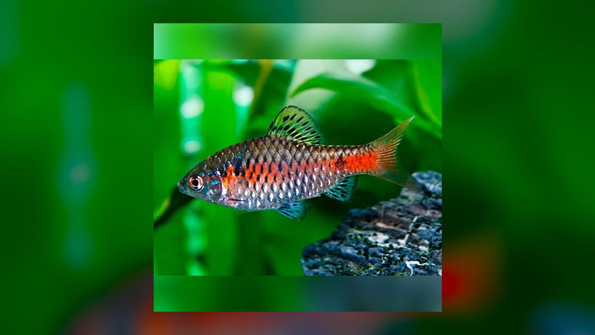 Top 10 Odessa Barb Colorful Barbs 2027 — figure 1