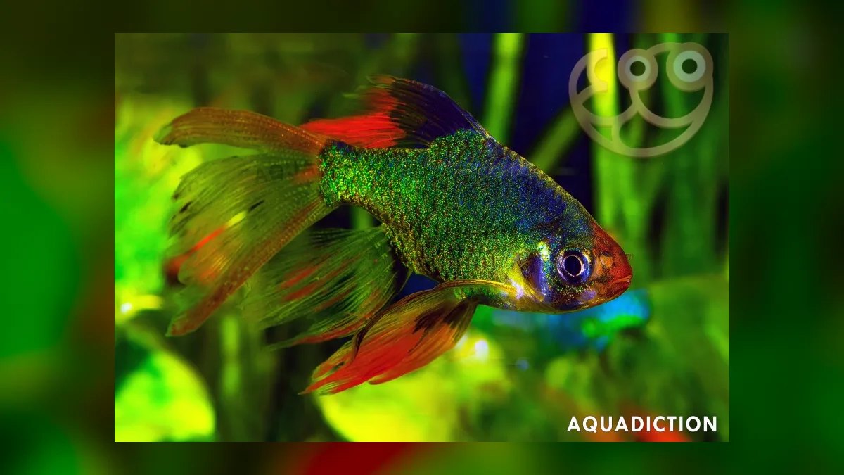 Top 10 Odessa Barb Colorful Barbs 2027 — figure 10