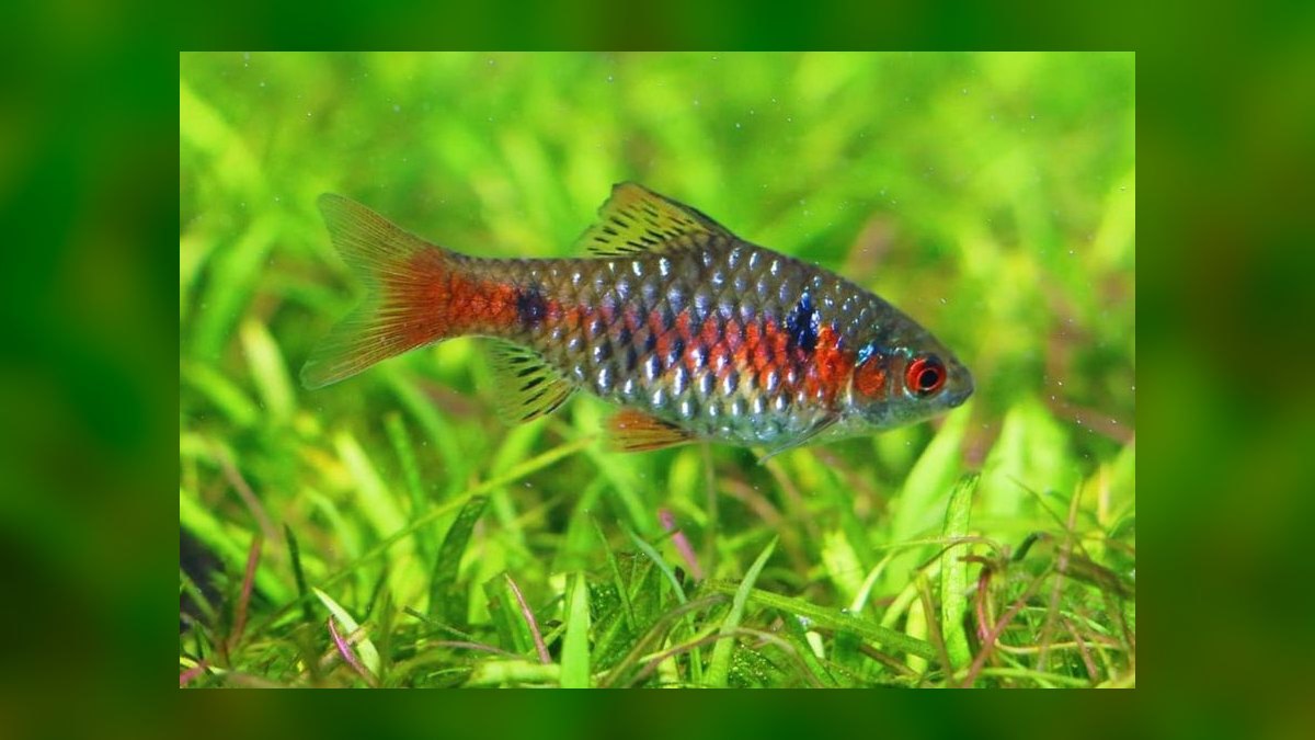 Top 10 Odessa Barb Colorful Barbs 2027 — figure 3