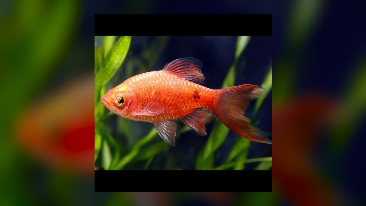 Top 10 Odessa Barb Colorful Barbs 2027 — figure 5