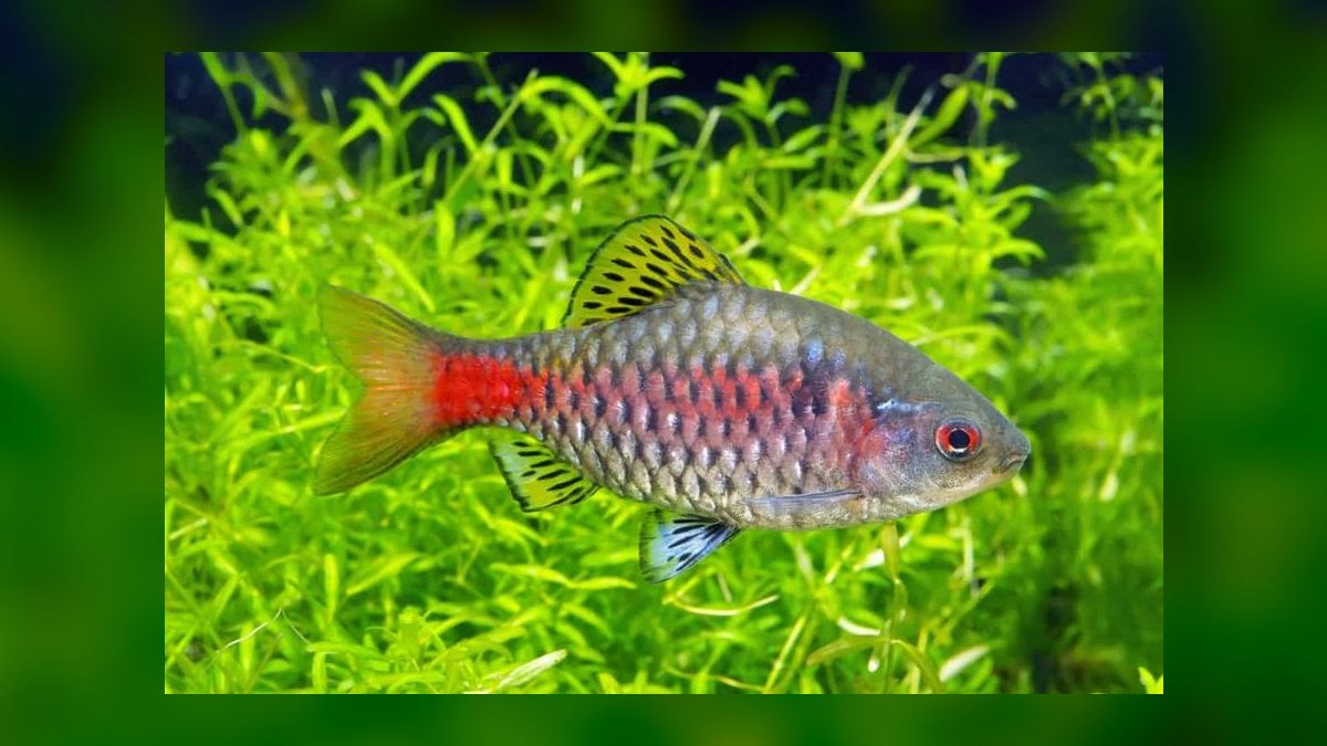 Top 10 Odessa Barb Colorful Barbs 2027 — figure 8