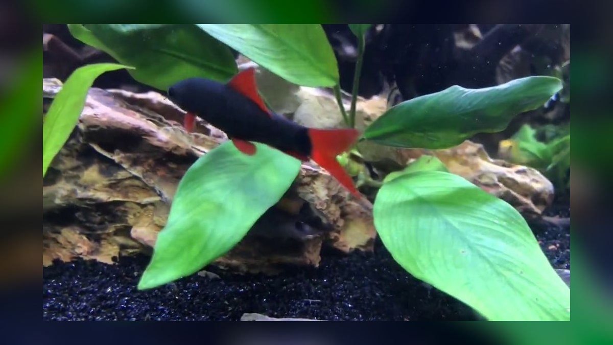 Top 10 Odessa Barb Colorful Barbs 2027 — figure 9
