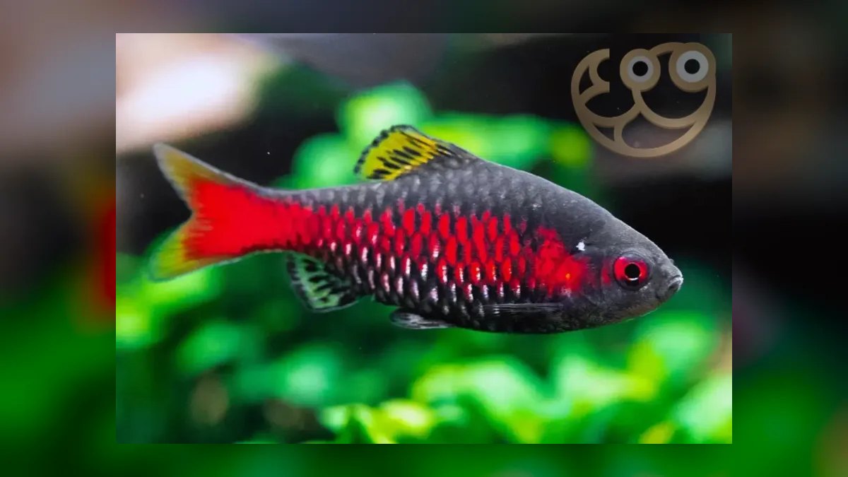 Top 10 Odessa Barb Colorful Barbs 2027