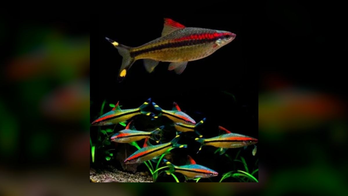 Top 10 Denison Barb Red Line Barbs 2027 — figure 9