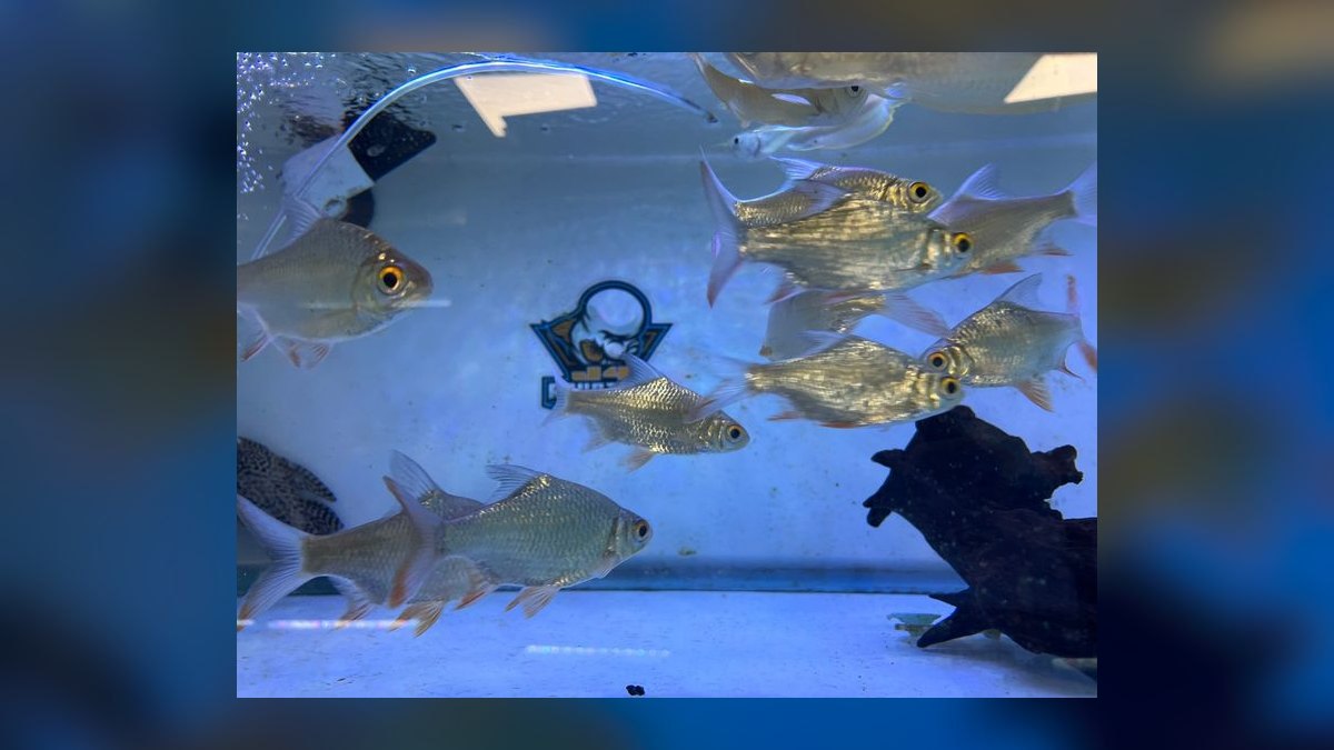 Top 10 Tinfoil Barb Large Shoalers 2027 — figure 1