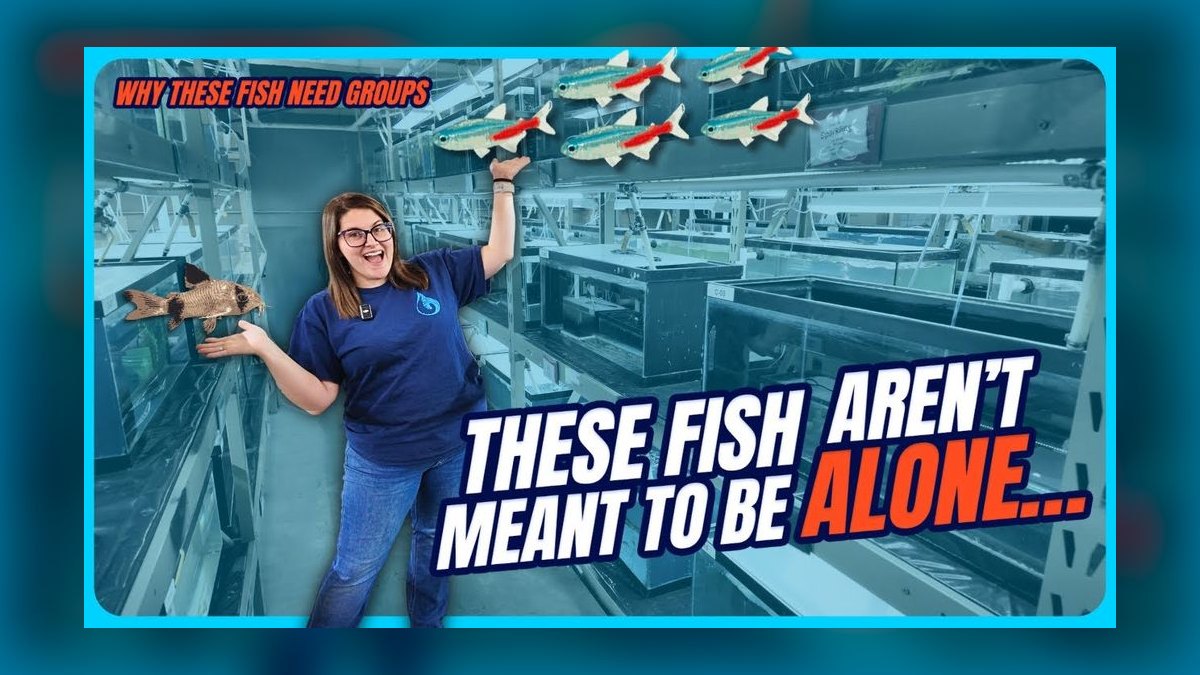 Top 10 Tinfoil Barb Large Shoalers 2027 — figure 10