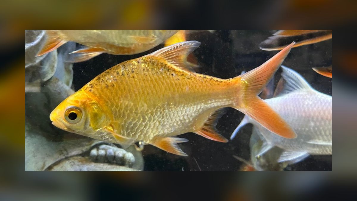 Top 10 Tinfoil Barb Large Shoalers 2027 — figure 2