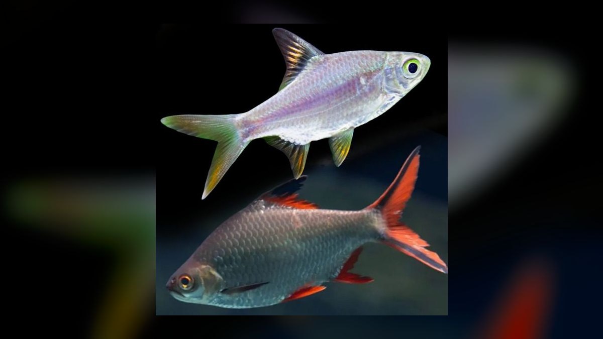 Top 10 Tinfoil Barb Large Shoalers 2027 — figure 3