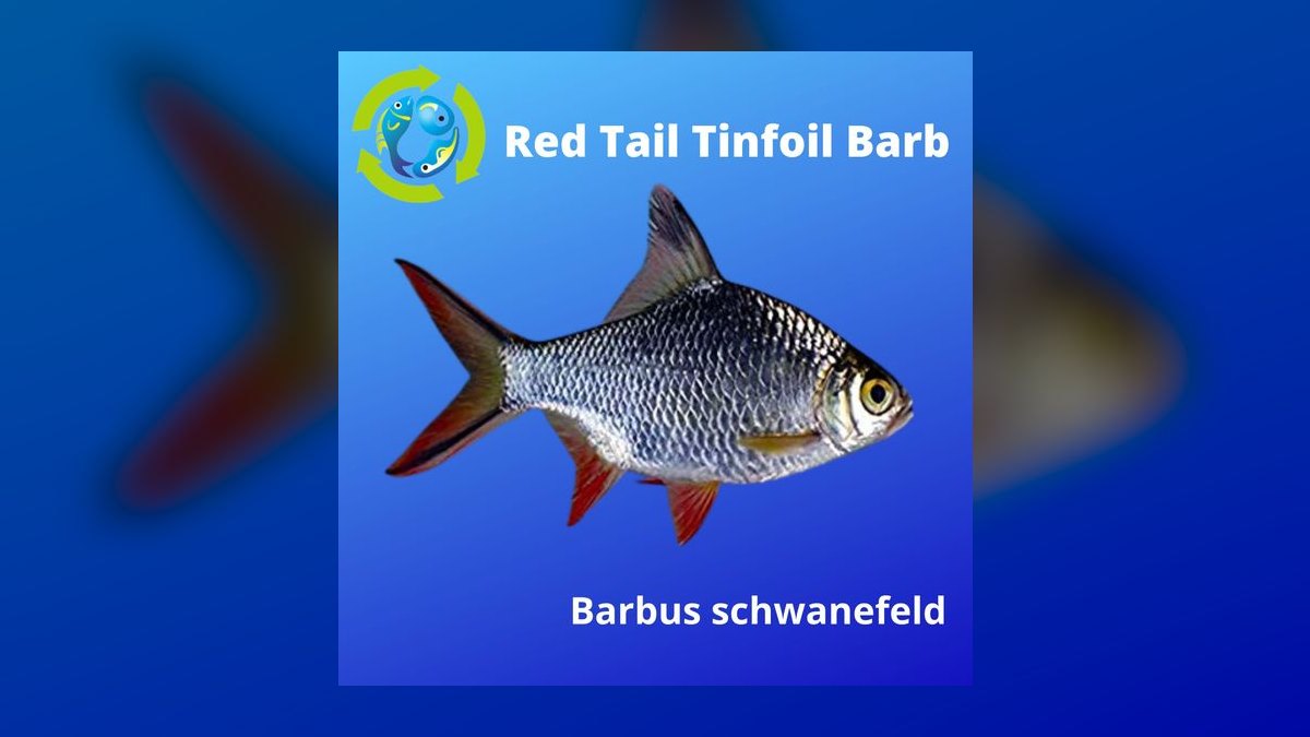 Top 10 Tinfoil Barb Large Shoalers 2027 — figure 4