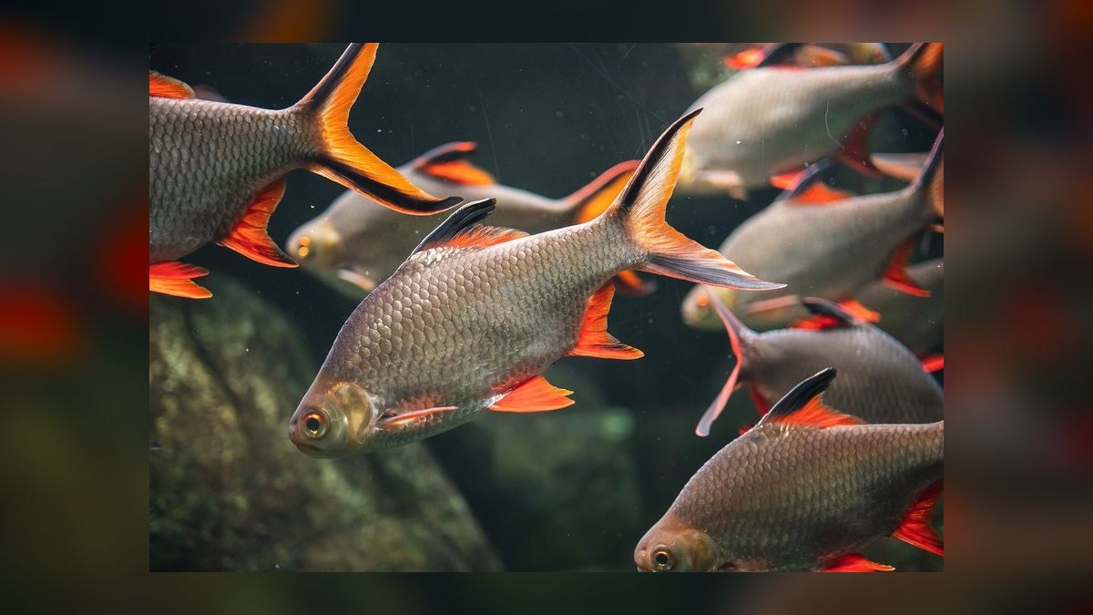 Top 10 Tinfoil Barb Large Shoalers 2027 — figure 6