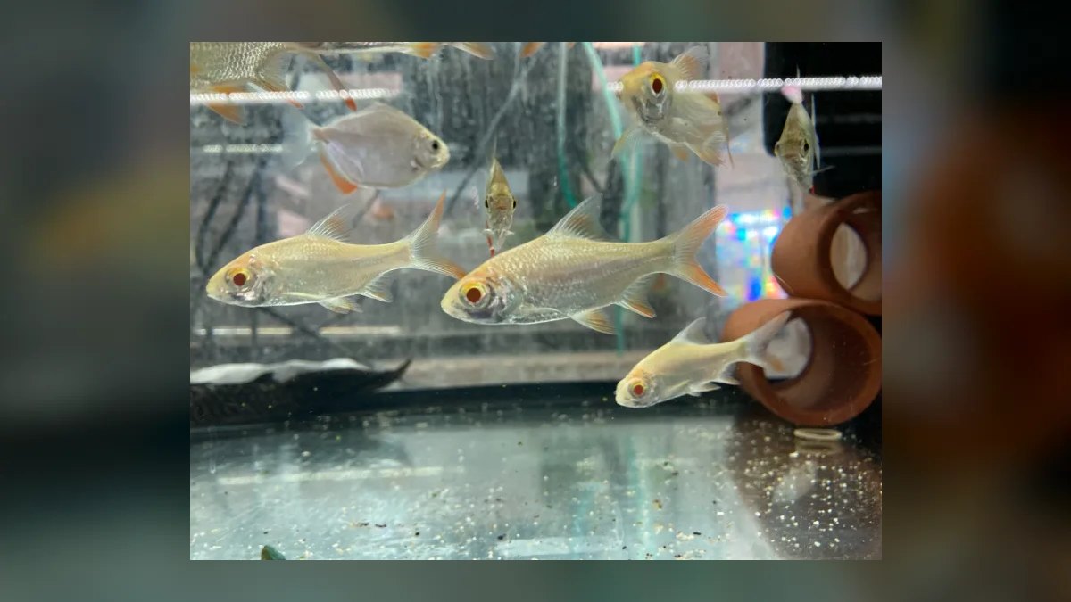 Top 10 Tinfoil Barb Large Shoalers 2027 — figure 7