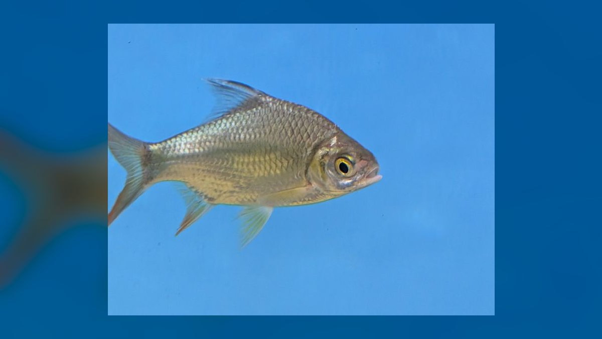 Top 10 Tinfoil Barb Large Shoalers 2027 — figure 9