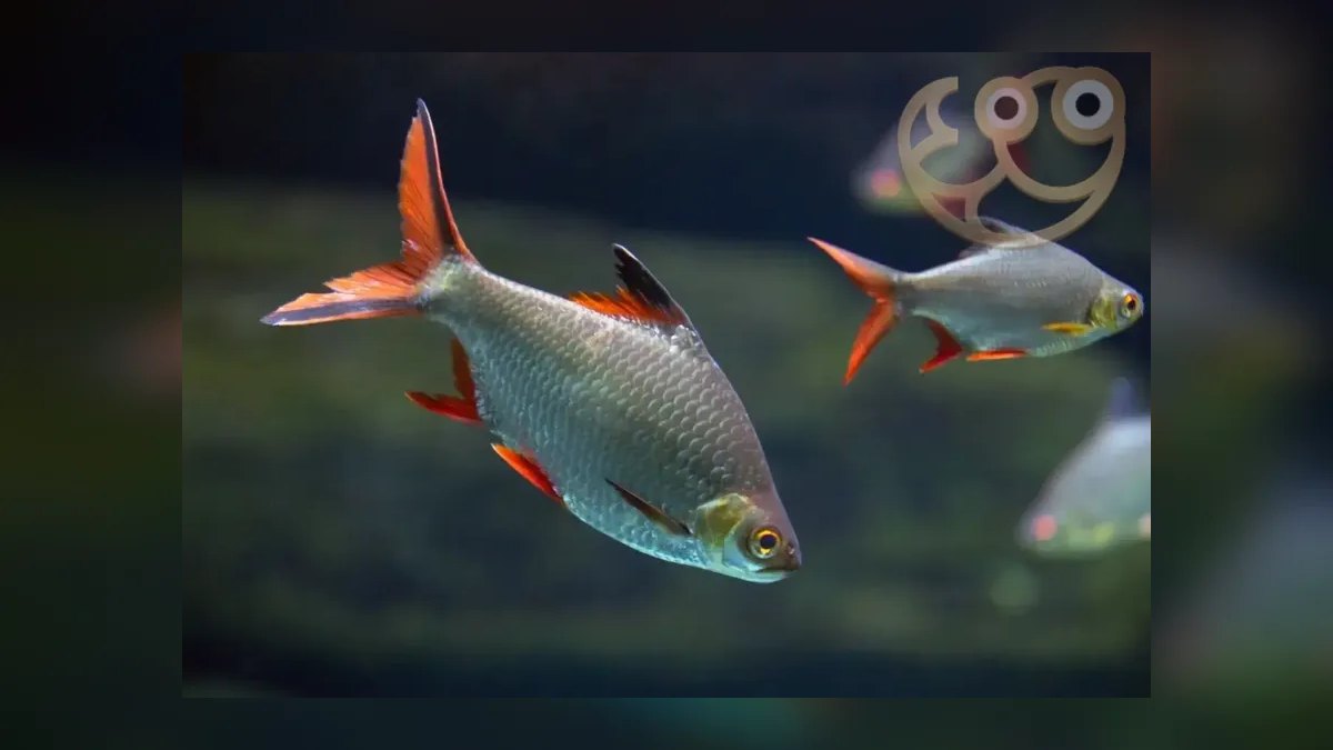 Top 10 Tinfoil Barb Large Shoalers 2027