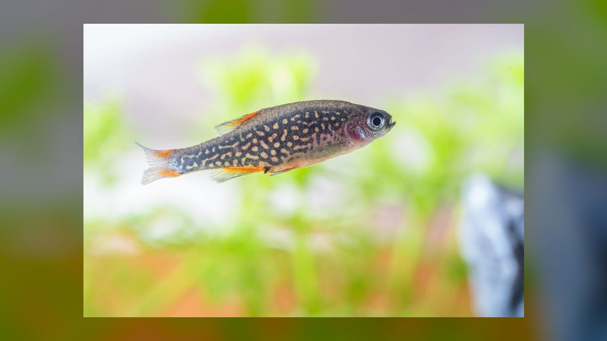 Top 10 Pearl Danio Peaceful Danios 2027 — figure 8