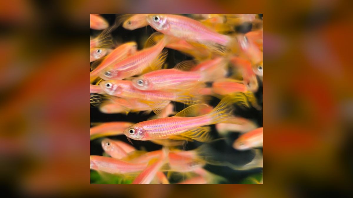 Top 10 Zebra Danio Beginner Fish 2027 — figure 10