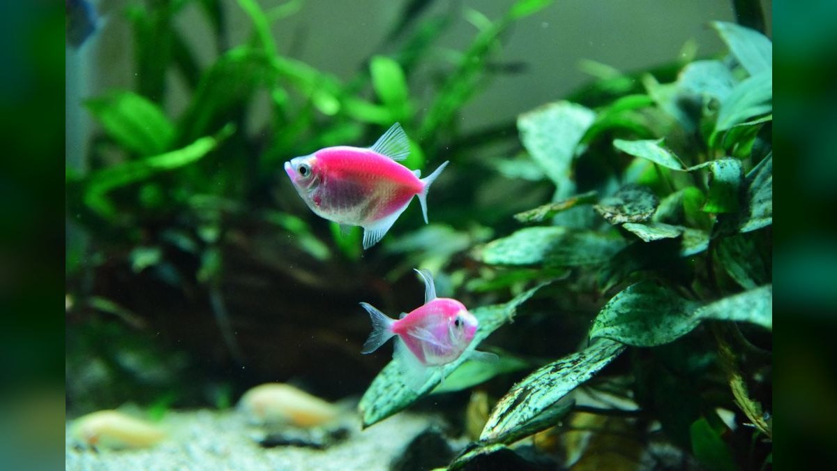 Top 10 Zebra Danio Beginner Fish 2027 — figure 4