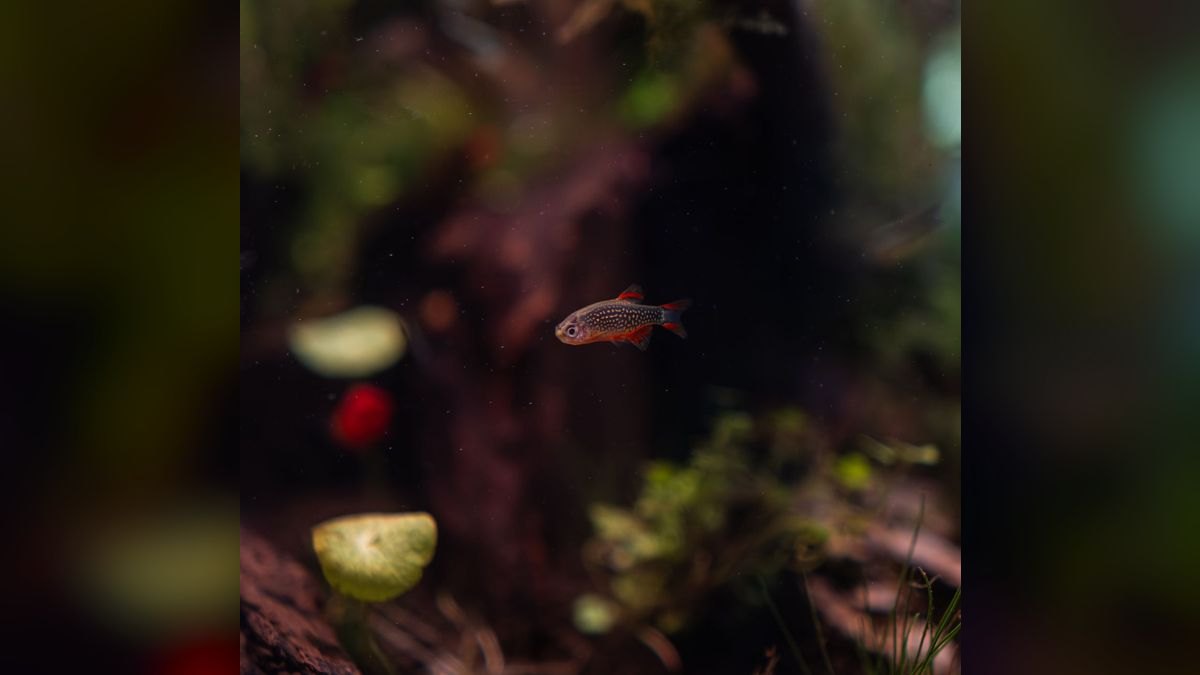 Top 10 Zebra Danio Beginner Fish 2027 — figure 5