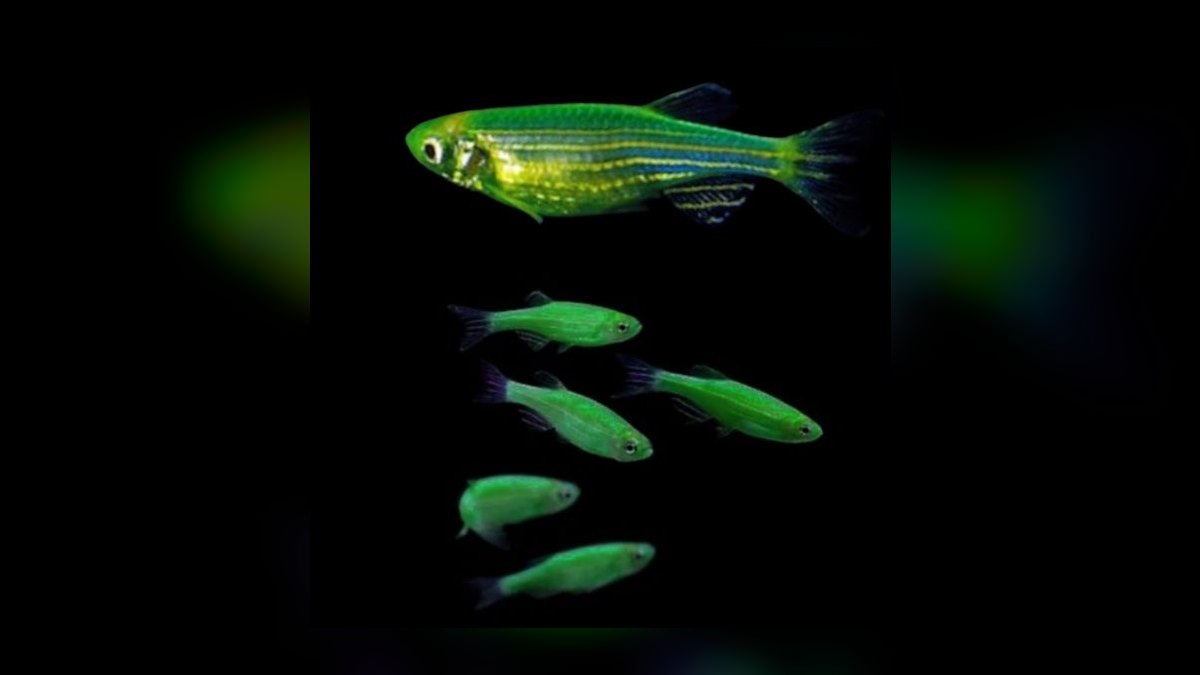 Top 10 Zebra Danio Beginner Fish 2027 — figure 9