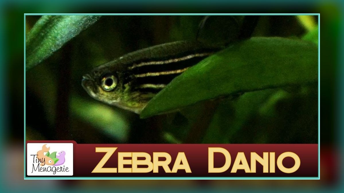 Top 10 Zebra Danio Beginner Fish 2027