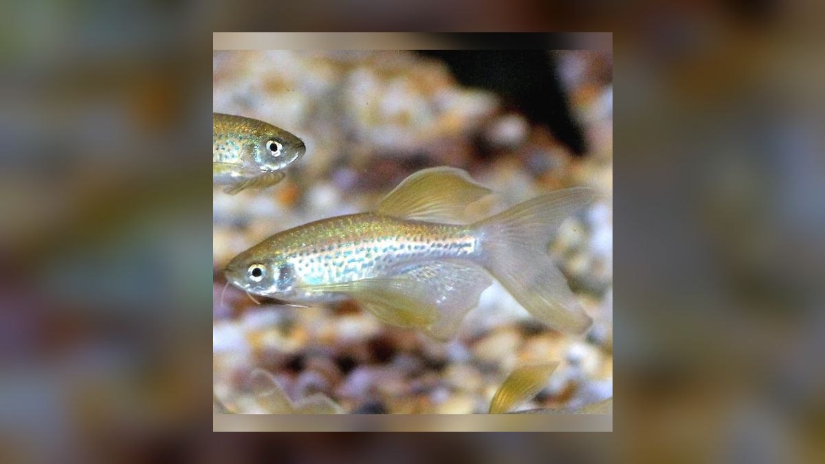 Top 10 Leopard Danio Patterned Danios 2027 — figure 1