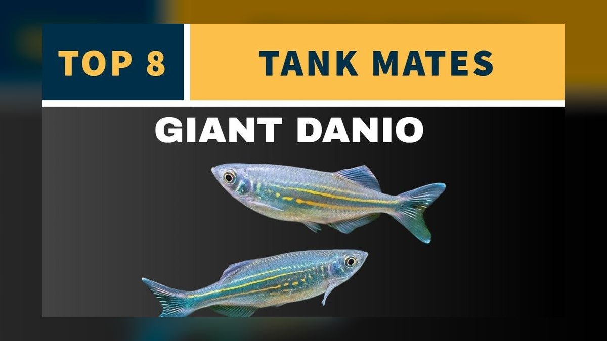 Top 10 Leopard Danio Patterned Danios 2027 — figure 10