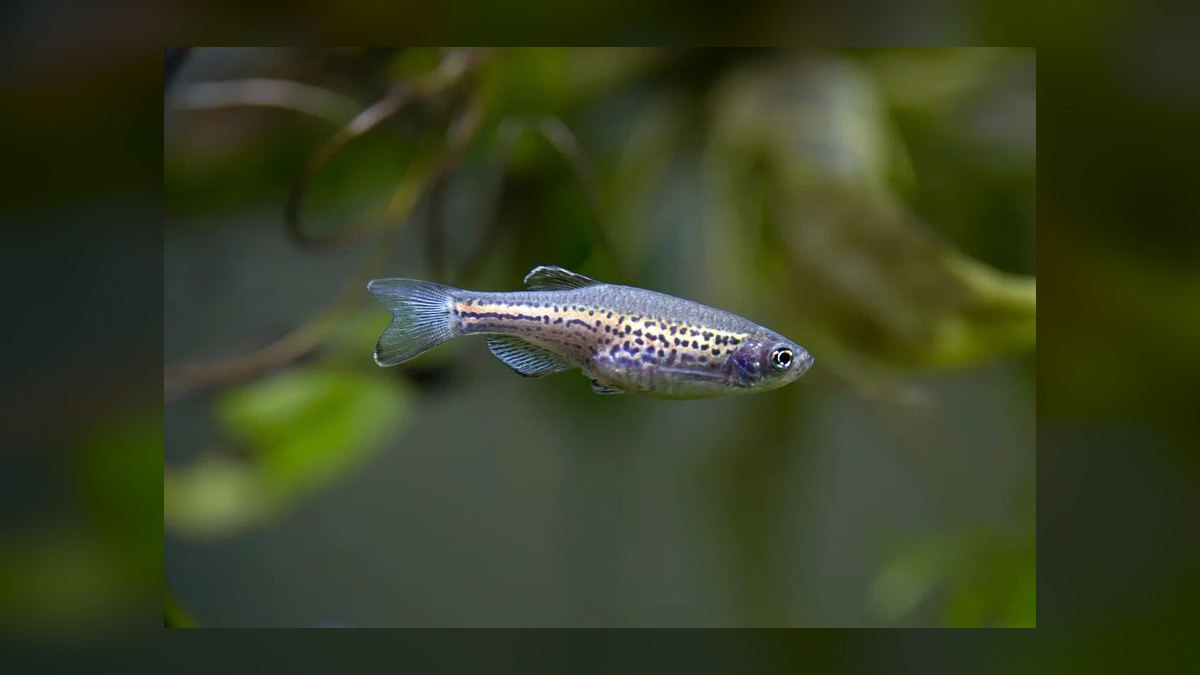 Top 10 Leopard Danio Patterned Danios 2027 — figure 2