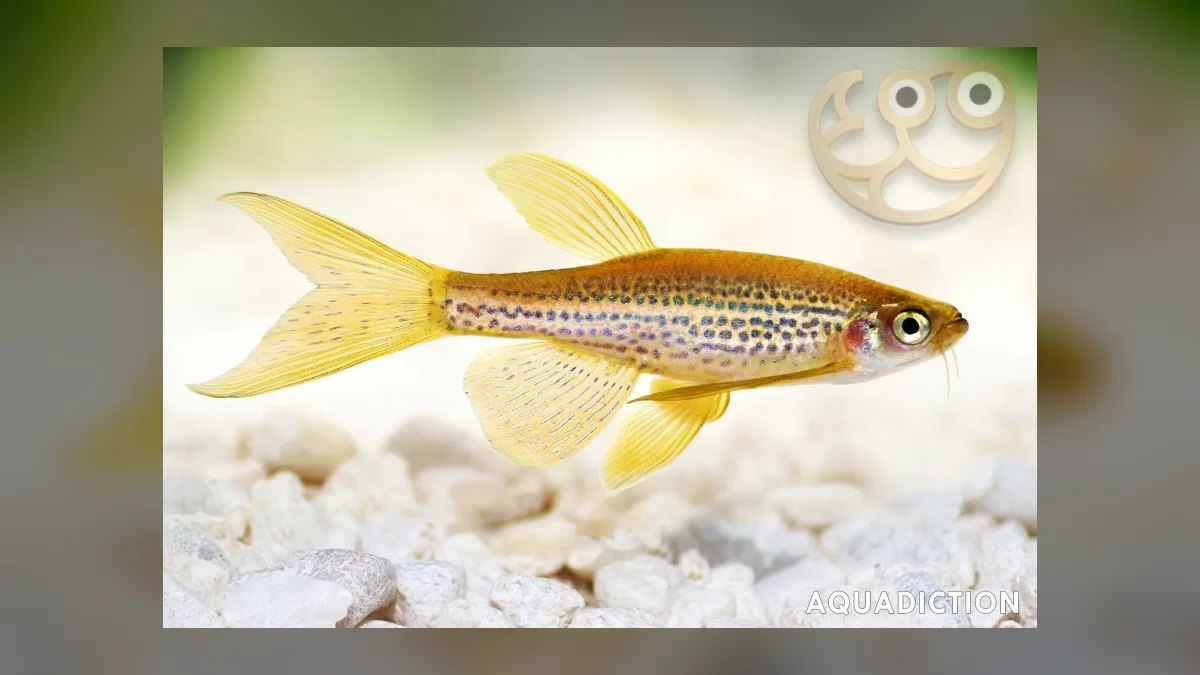Top 10 Leopard Danio Patterned Danios 2027 — figure 3