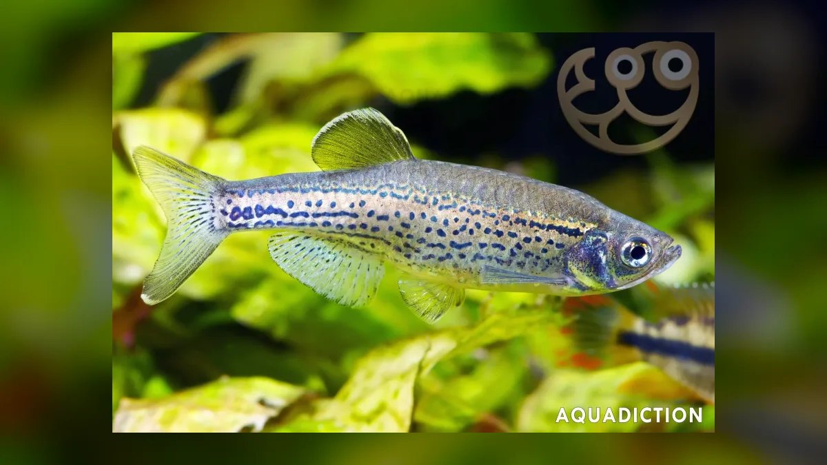Top 10 Leopard Danio Patterned Danios 2027 — figure 4