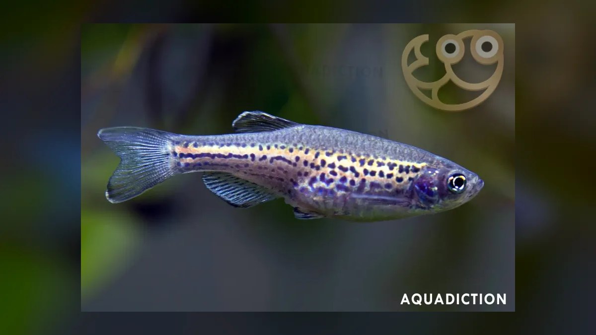 Top 10 Leopard Danio Patterned Danios 2027 — figure 5