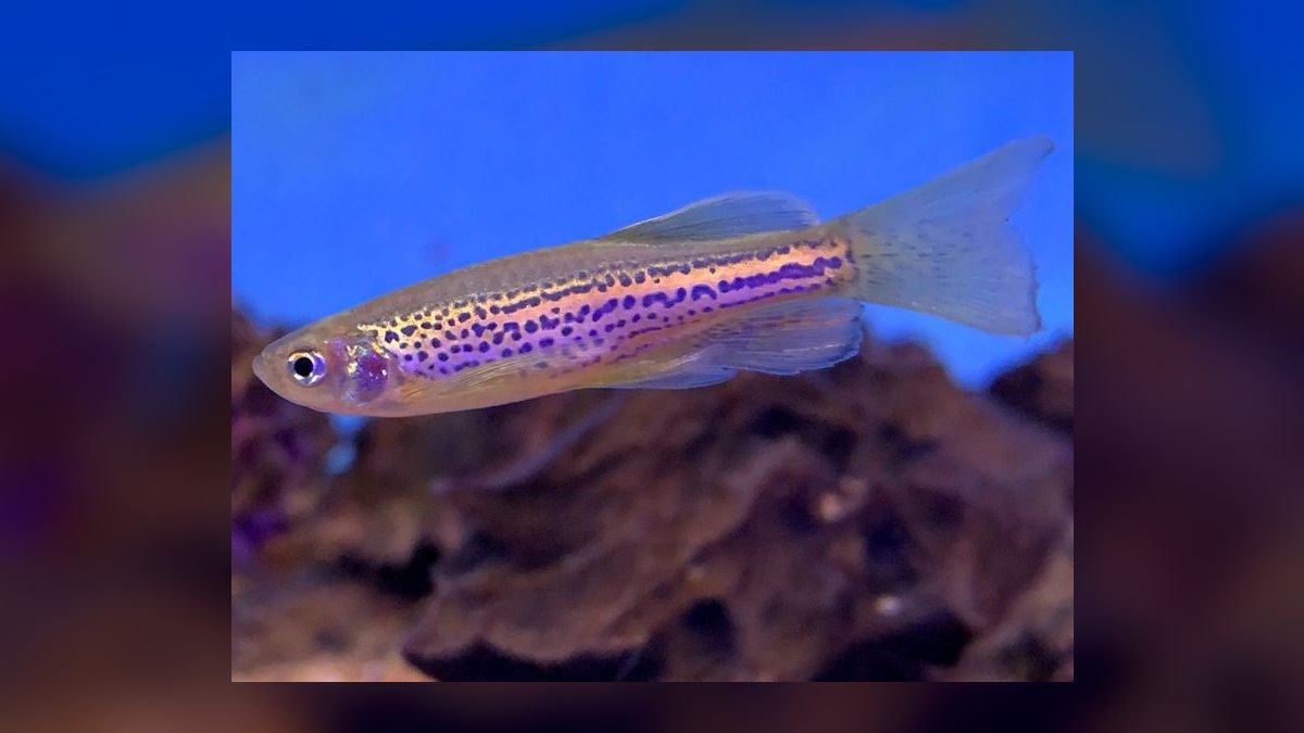 Top 10 Leopard Danio Patterned Danios 2027 — figure 6