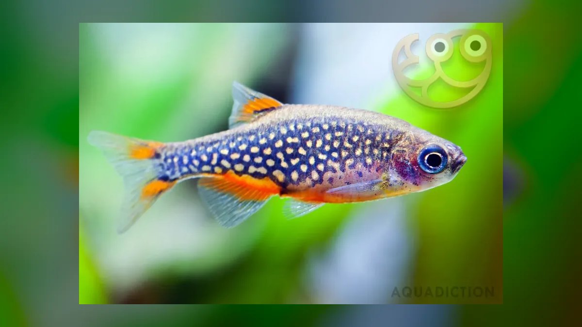 Top 10 Leopard Danio Patterned Danios 2027 — figure 7