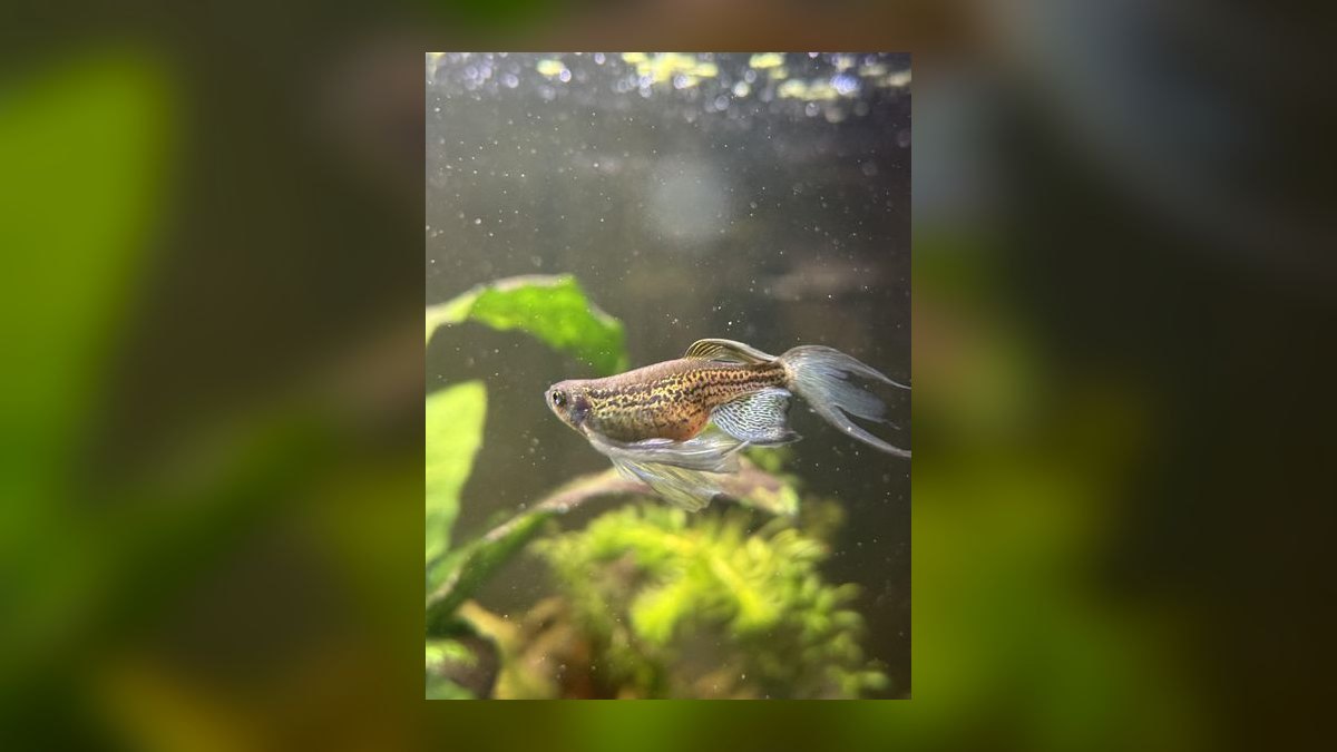 Top 10 Leopard Danio Patterned Danios 2027 — figure 8