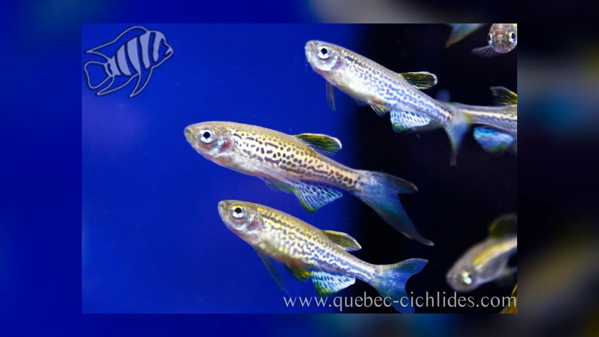 Top 10 Leopard Danio Patterned Danios 2027 — figure 9