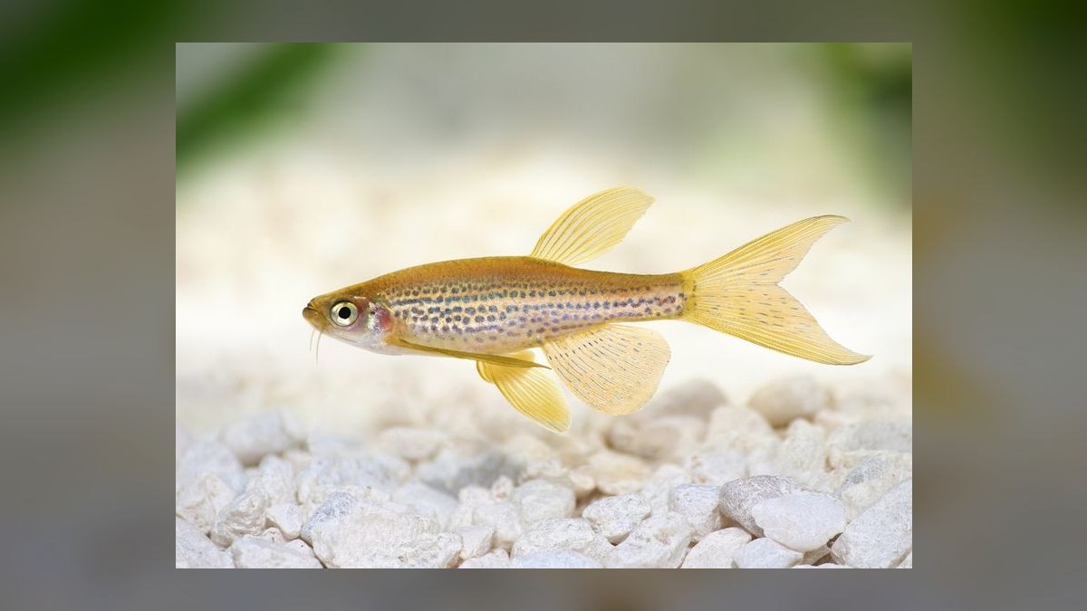 Top 10 Leopard Danio Patterned Danios 2027